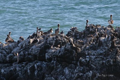 Pelicans on the Rocks