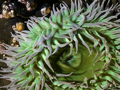 Sea  Anemone