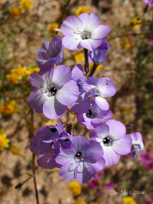 Purple Bouquet of Gilias