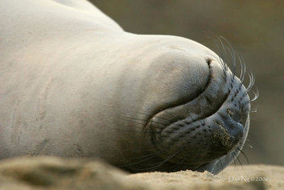 My Lips are Seal'd