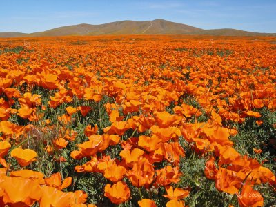 Poppies as Far as the Eye Can See