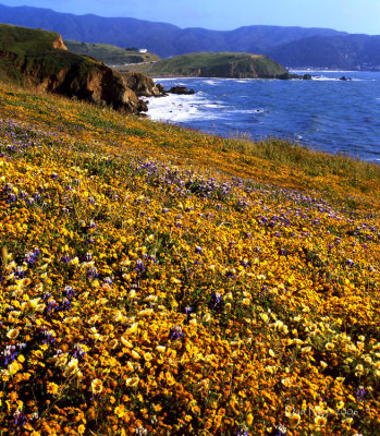 Wildflowers at Mori Point