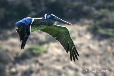 A Blue-Green Brown Pelican
