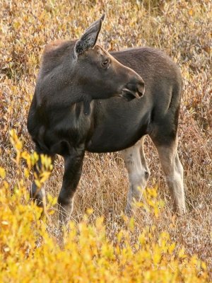Moose Calf Looking Back at Mom