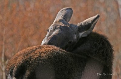 Moose Calf Reaching Over to His Back