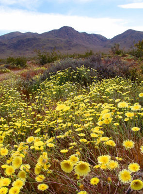 Desert Dandelions and Mountains