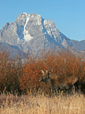 Cow Moose and Mt. Moran