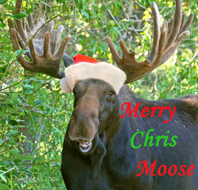 Merry Chris-Moose!