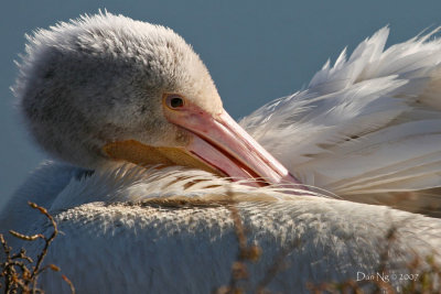 Downy Pelican