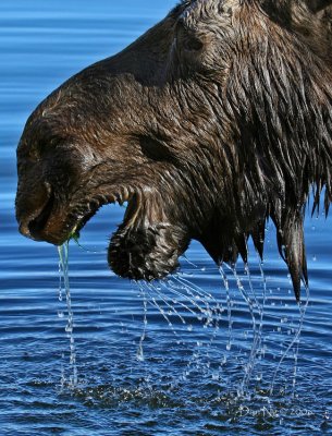 Moose Drip Up Close