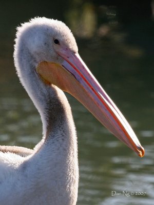 Pelican9