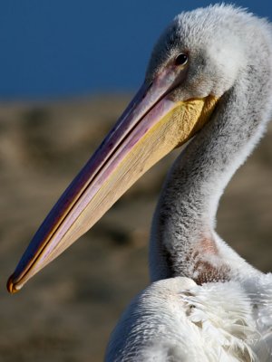 Pelican15