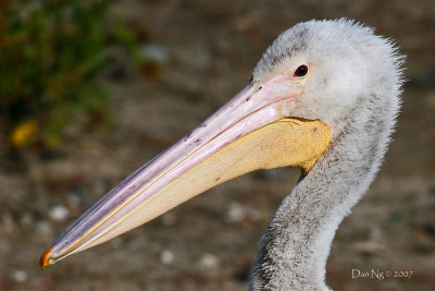 Pelican18