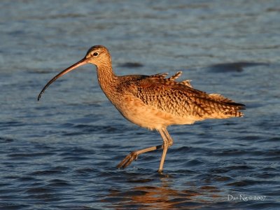 Curlew at Sunset