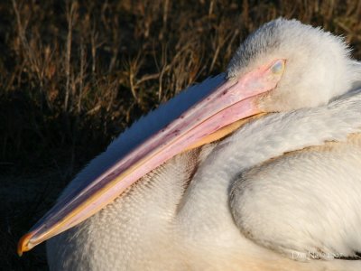 Pelican20