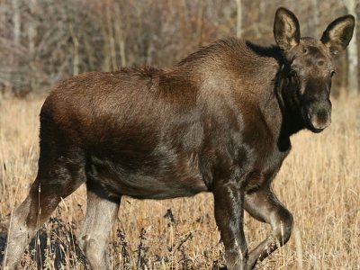 Walking Calf Moose