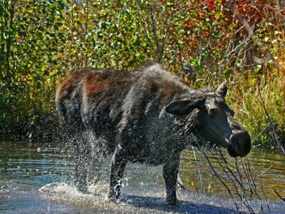 Cow Shakes Off Water