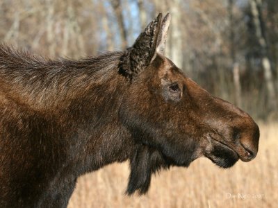Cow Moose Profile