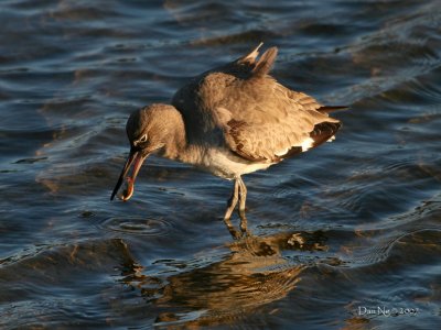 Willet with Clam