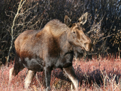 Cow with Willows