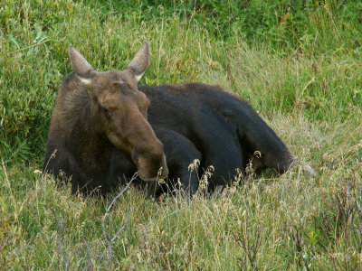 A Cow Moose Snoozes