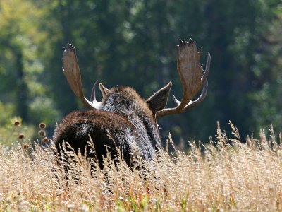 Bull Moose in Field