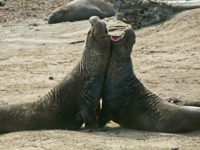 Ano Nuevo's Elephant Seals