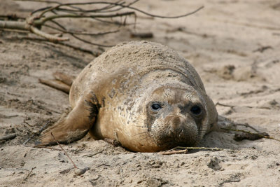 Seal Pup Resting