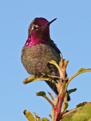 Anna's Hummingbird