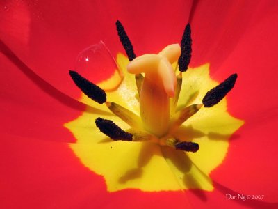 Tulip and Droplet