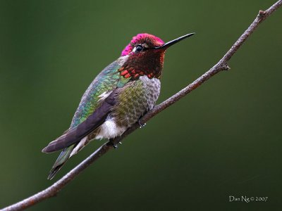 A Hummingbird for Eleanor
