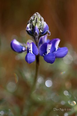 Lupine Dew