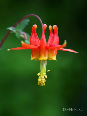 Red Columbine Blossom