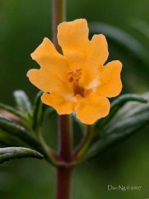 Sticky Yellow Monkey Flower