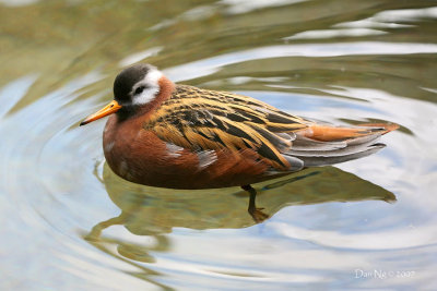 Phestive  Phalarope