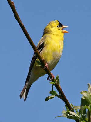 Goldfinch Song