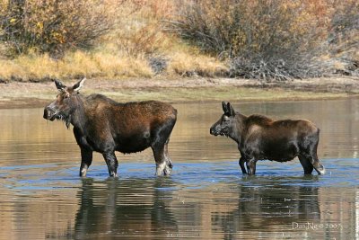 Cow Moose and Calf Wading