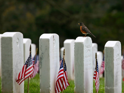 Robin's Remembrance