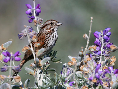 Song Sparrow and Lupine