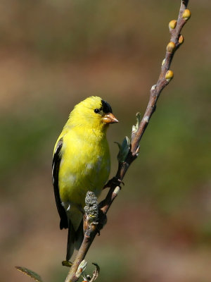 Finch on Willow