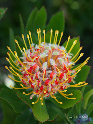 Floral Pincushion