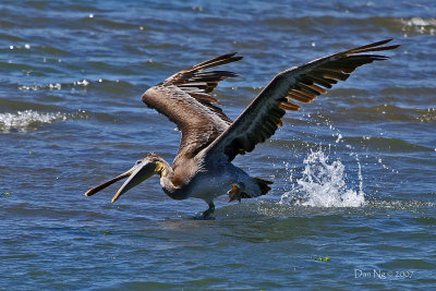 Tipsy Pelican