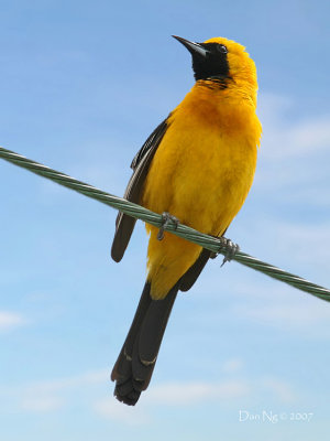 Hooded Oriole on Wire