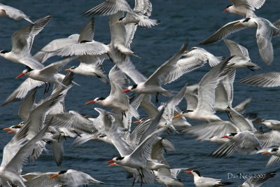 As the World Terns