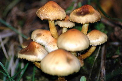Cogumelos 3