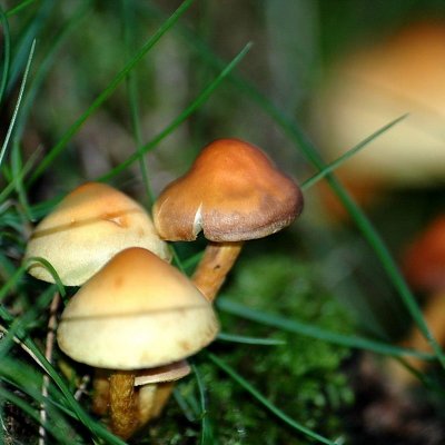 Cogumelos 2