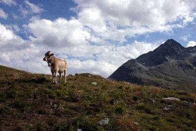 Bernina  2007 254.JPG