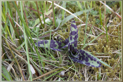 Brede orchis - Dactylorhiza majalis