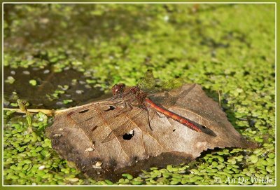 bloedrode heidelibel