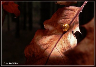 herst in het bos